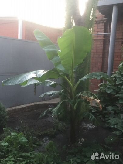 Продаются саженцы, деревья, экзотические растения