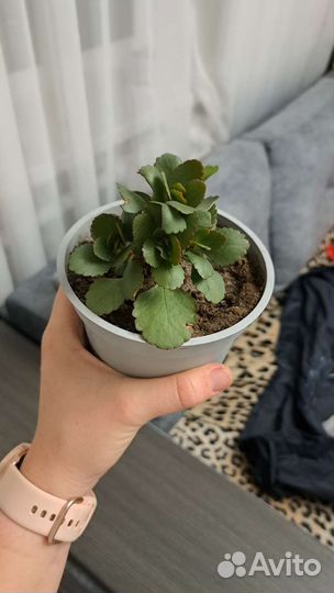 Комнатные цветы разные