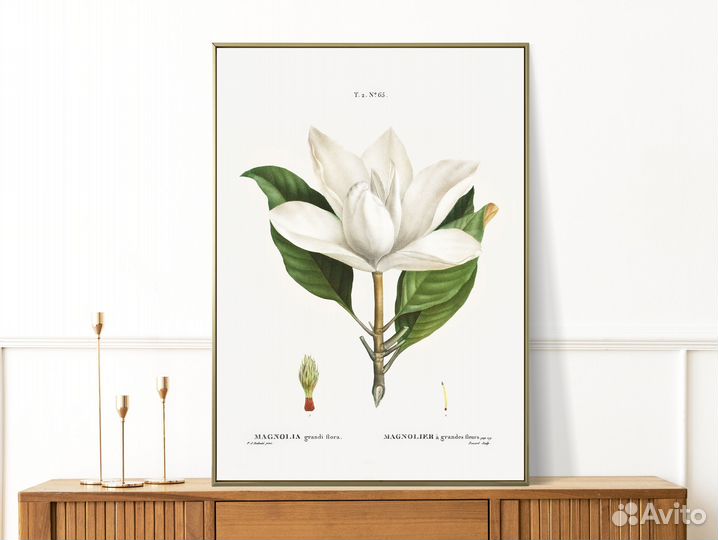 Интерьерные ботанические постеры