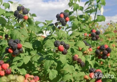 Саженцы Ежемалины Кумберленд