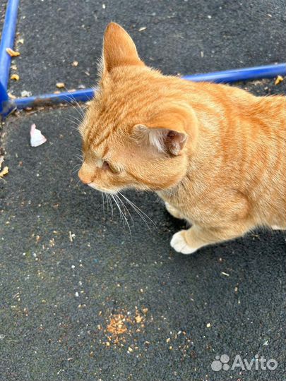 Кошка в дар