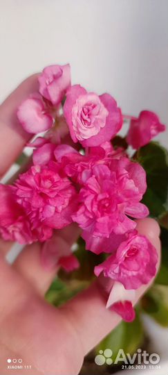 Бегония вечноцветущая махровая