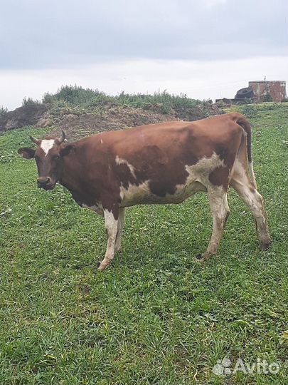 Телята, нетели, дойные коровы