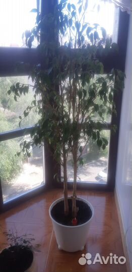 Фикус Бенджамина