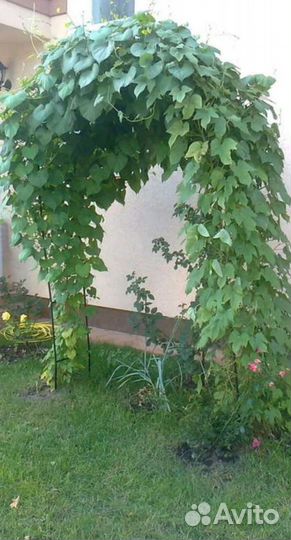 Саженцы девичий виноград