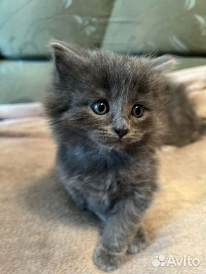Шотланская кошка