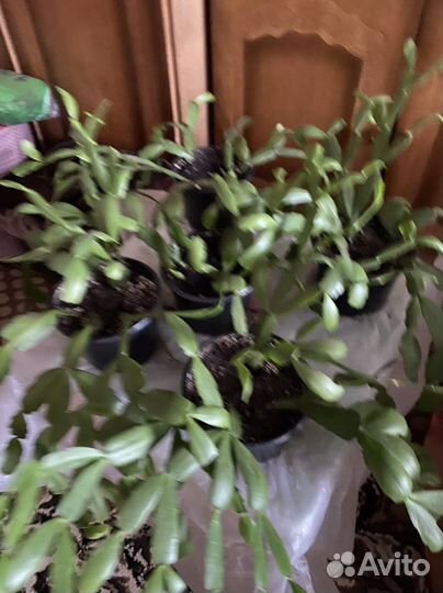 Спатифиллюм