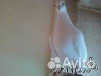 Продам голубей почтовых чехов(белых и черные жуки)
