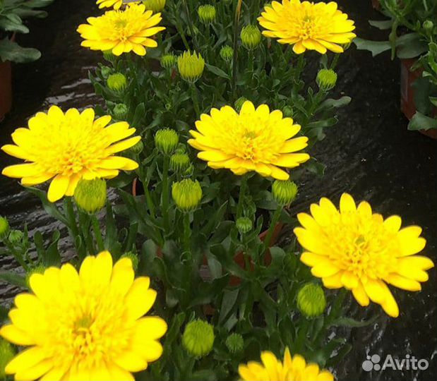 Остеоспермум