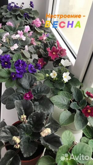 Фиалка махровая сортовая пышная