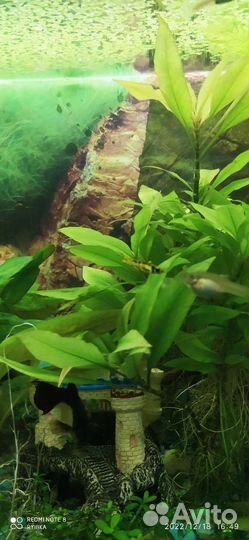 Аквариумные растения, улитки мелании, креветки