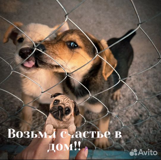 Собаки бесплатно