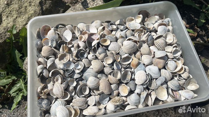 Ракушки с азовского моря целые от 0.5 мм до 6 см