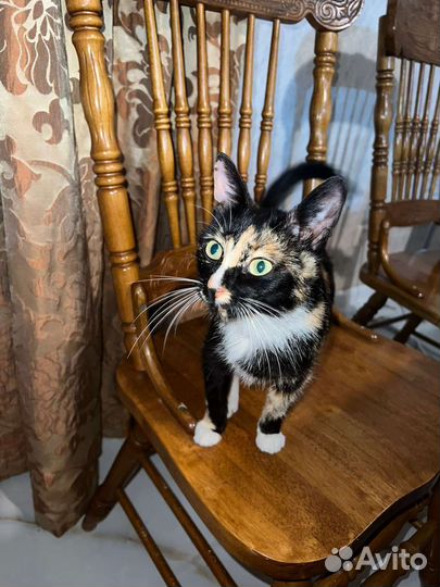 Кошка трехцветка нестандартного раскраска