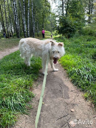 Красавец Албу надеется на чудо