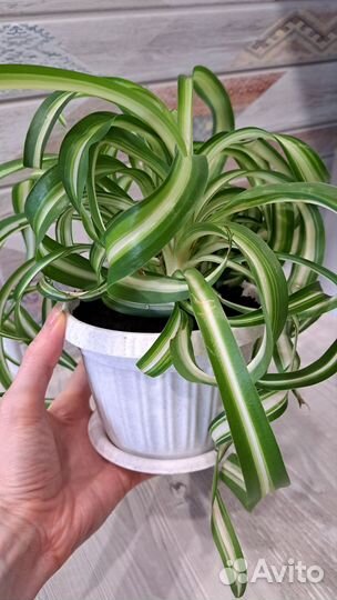 Хлорофитум кудрявый бонни