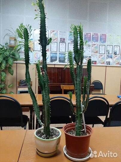 Молочай, толстянка. Кашпо