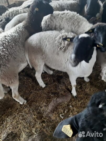 Овцы Дорпер