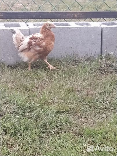 Куры молодки