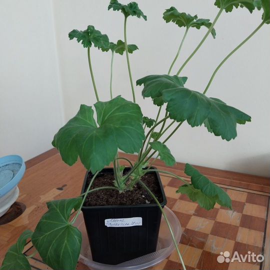 Пеларгония герань