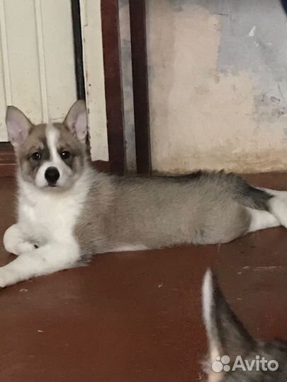 Отдам в добрые руки щенка