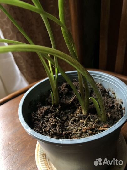 Комнатное растение обмен