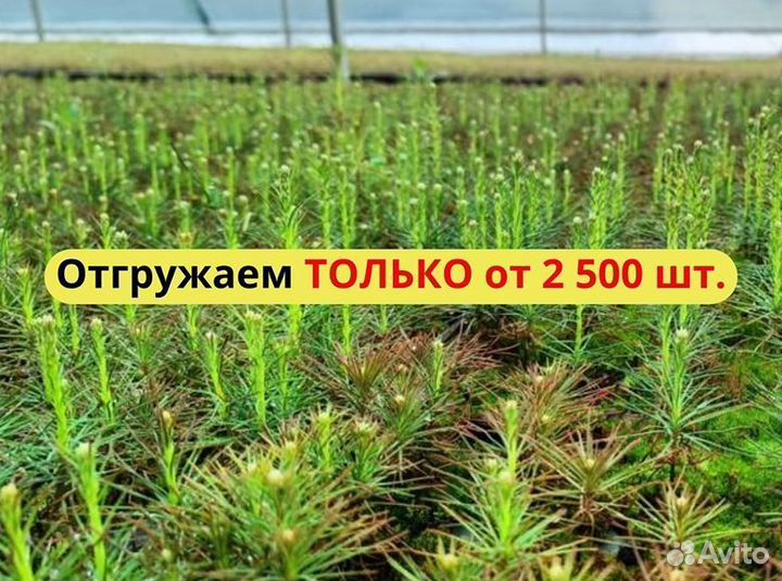 Сеянцы ели европейской окс
