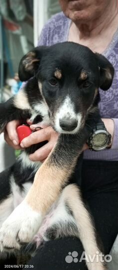 Собака в добрые руки отдам бесплатно