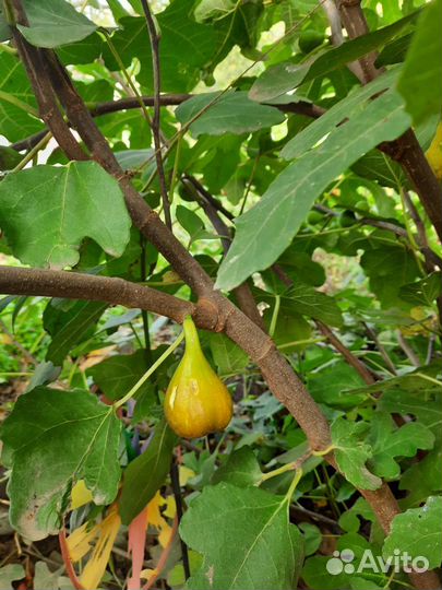 Саженцы инжира