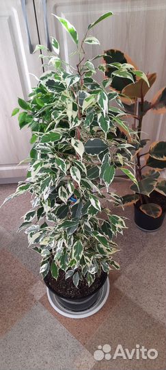 Фикусы: Белиз, Лакия, Голден кинг и др