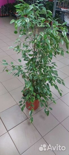 Замиокулькас черный равен