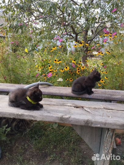 Домашние животные кошки