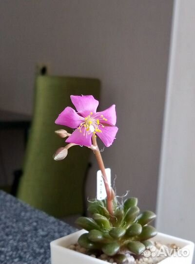 Семена Анакампсерос/Anacampseros vanthielii