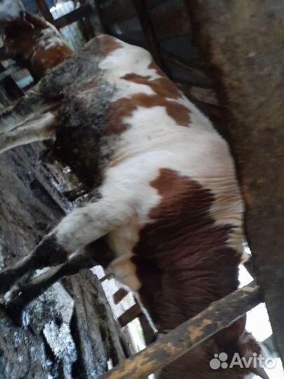 Быки и телки