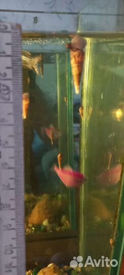 Улитки аквариумные Мелинии