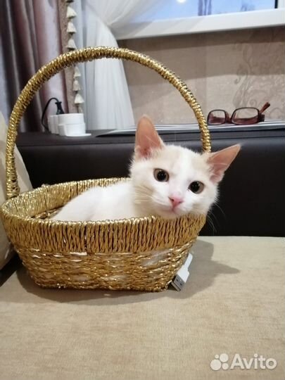 Котёнок мальчик