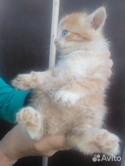 Котятки в добрые руки