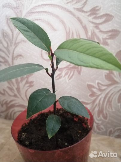 Лавровое дерево