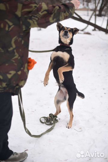 Красавица Мэй замерзает в приюте