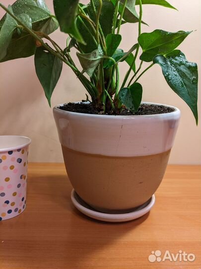 Антуриум красный цветет 22 см