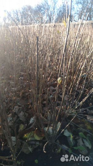 Декоративные деревья и кустарники