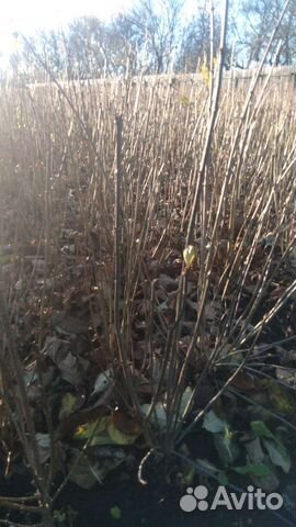 Декоративные деревья и кустарники