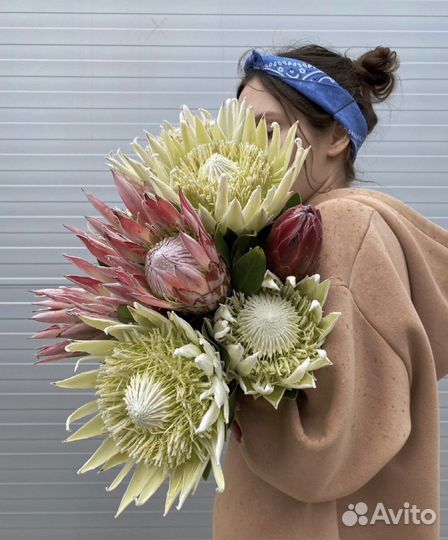 Протея Букеты Композиции Цветы Доставка 24/7