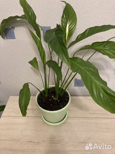 Спатифиллум