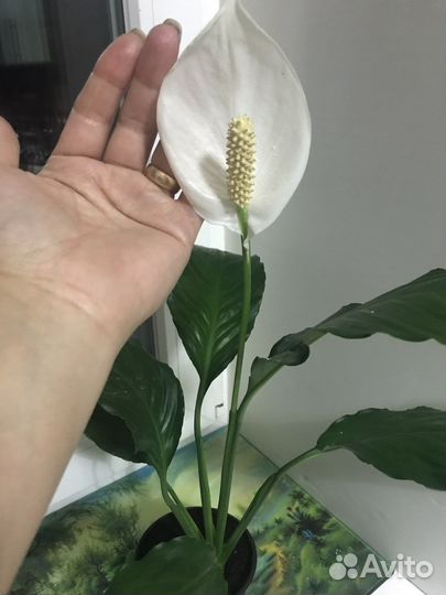 Спатифиллум бегония