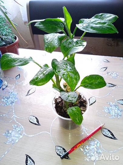 Цветы комнатные