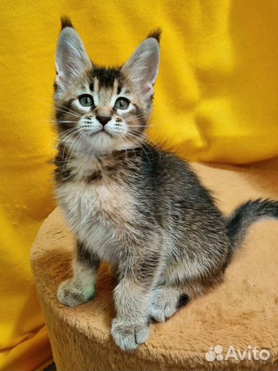 Котята чаузи