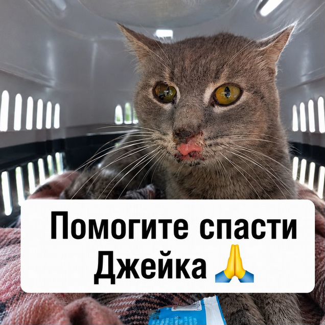Взрослый кот в добрые руки