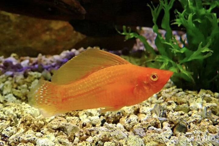 Велифера Оранж