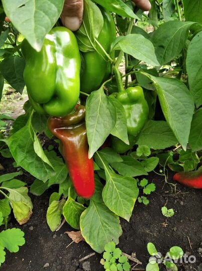 Семена сладкого Перца Бабушкина Реликвия